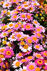 Lollies Pink Pez Marguerite Daisy (Argyranthemum frutescens 'Lollies Pink Pez') at Lakeshore Garden Centres