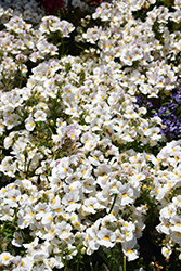 Nesia Snow Angel Nemesia (Nemesia 'Nesia Snow Angel') at Stonegate Gardens