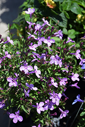 Early Springs Lavender Pink Lobelia (Lobelia erinus 'KLELE12474') at Lakeshore Garden Centres