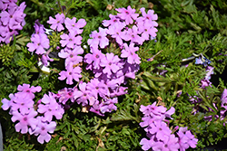 Tapien Pink Verbena (Verbena 'Tapien Pink') at Lakeshore Garden Centres