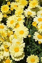 Lollies Buttermint Marguerite Daisy (Argyranthemum frutescens 'Lollies Buttermint') at Lakeshore Garden Centres