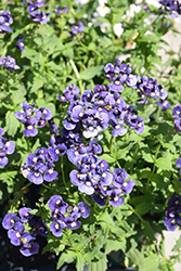 Nesia Dark Blue Nemesia (Nemesia 'Nesia Dark Blue') at Stonegate Gardens