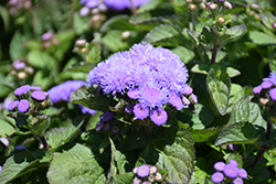 Aloha Blue Flossflower (Ageratum 'Aloha Blue') at Stonegate Gardens