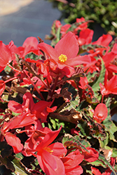 Florencio Cerise Begonia (Begonia 'Florencio Cerise') at Lakeshore Garden Centres