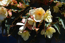 Florencio Yellow Begonia (Begonia 'Florencio Yellow') at Lakeshore Garden Centres