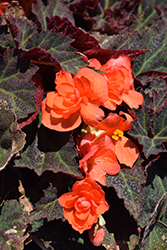 Bright Orange Begonia (Begonia rex 'Bright Orange') at Stonegate Gardens