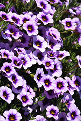Cabrio Eclipse Lilac Calibrachoa (Calibrachoa 'Cabrio Eclipse Lilac') at Lakeshore Garden Centres