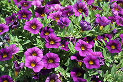 Cabrio Grape Calibrachoa (Calibrachoa 'Cabrio Grape') at Stonegate Gardens