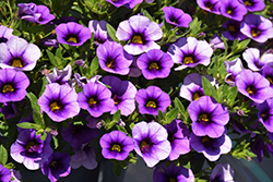 Callie Lavender Calibrachoa (Calibrachoa 'Callie Lavender') at Lakeshore Garden Centres