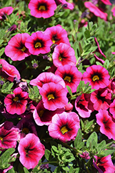 Callie Rose with Eye Calibrachoa (Calibrachoa 'Callie Rose with Eye') at Lakeshore Garden Centres