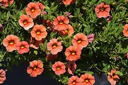 Callie Apricot Calibrachoa (Calibrachoa 'Callie Apricot') at Lakeshore Garden Centres