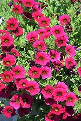 Callie Burgundy Calibrachoa (Calibrachoa 'Callie Burgundy') at Lakeshore Garden Centres