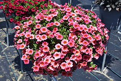 Callie Coral Calibrachoa (Calibrachoa 'Callie Coral') at Stonegate Gardens