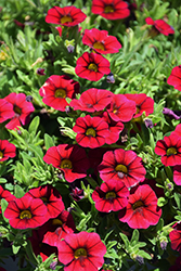 Callie Dark Red Calibrachoa (Calibrachoa 'Callie Dark Red') at Lakeshore Garden Centres