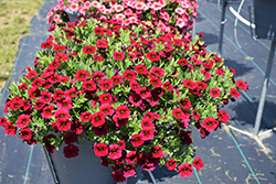 Callie Dark Red Calibrachoa (Calibrachoa 'Callie Dark Red') at Lakeshore Garden Centres