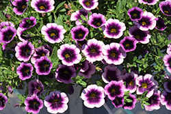 Callie Eclipse Lavender Calibrachoa (Calibrachoa 'Callie Eclipse Lavender') at Lakeshore Garden Centres