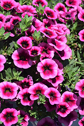 Callie Eclipse Raspberry Calibrachoa (Calibrachoa 'Callie Eclipse Raspberry') at Lakeshore Garden Centres