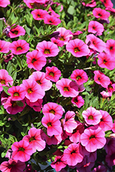 Callie Strawberry Calibrachoa (Calibrachoa 'Callie Strawberry') at Lakeshore Garden Centres
