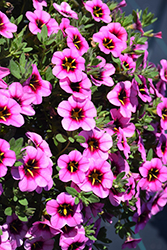 Callie Hot Pink Spark Calibrachoa (Calibrachoa 'Callie Hot Pink Spark') at Lakeshore Garden Centres