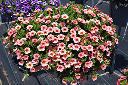 Callie Mango Calibrachoa (Calibrachoa 'Callie Mango') at Stonegate Gardens