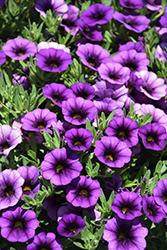 Callie Purple Calibrachoa (Calibrachoa 'Callie Purple') at Stonegate Gardens