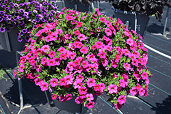 Callie Rose Calibrachoa (Calibrachoa 'Callie Rose') at Stonegate Gardens