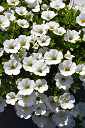 Callie White Calibrachoa (Calibrachoa 'Callie White') at Stonegate Gardens
