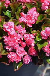 Double Up Pink Begonia (Begonia 'Double Up Pink') at Stonegate Gardens