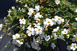 Snowstorm Snow Globe Bacopa (Sutera cordata 'Snowstorm Snow Globe') at Lakeshore Garden Centres