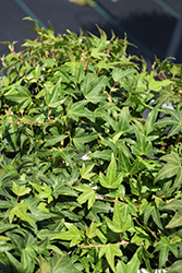 Needlepoint English Ivy (Hedera helix 'Needlepoint') at Stonegate Gardens