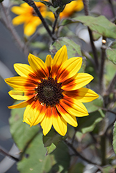 Suncredible Saturn Sunflower (Helianthus 'Suncredible Saturn') at Stonegate Gardens