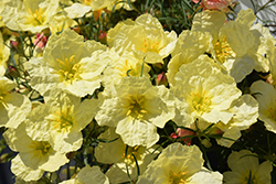 Ladybird Lemonade Texas Primrose (Calylophus 'WNCYLALEM') at Lakeshore Garden Centres