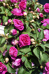 Rockapulco Purple Impatiens (Impatiens 'BALFIEPRIM') at A Very Successful Garden Center