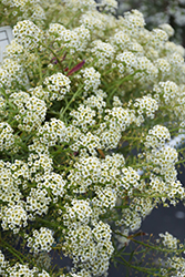 Moonlight  Knight Alyssum (Lobularia 'INLBUMOKNI') at Lakeshore Garden Centres