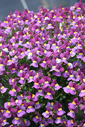 Aromance Mulberry Nemesia (Nemesia 'Aromance Mulberry') at Lakeshore Garden Centres