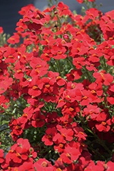 Sunsatia Cranberry Red Nemesia (Nemesia 'INNEMCRARE') at Lakeshore Garden Centres