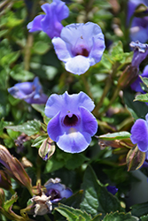 Summer Wave Large Blue Torenia (Torenia 'Summer Wave Large Blue') at Lakeshore Garden Centres