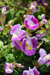 Catalina Pink Torenia (Torenia 'Dancatpink') at Lakeshore Garden Centres