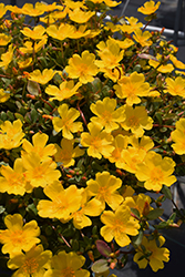 Mojave Yellow Portulaca (Portulaca grandiflora 'Mojave Yellow') at Stonegate Gardens