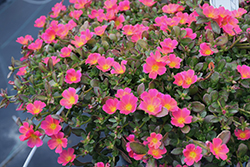 Mojave Pink Portulaca (Portulaca grandiflora 'Mojave Pink') at Stonegate Gardens
