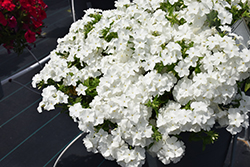 Intensia White Annual Phlox (Phlox 'DPHLOX866') at Lakeshore Garden Centres