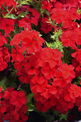 Intensia Red Hot Annual Phlox (Phlox 'DPHLOX911') at Lakeshore Garden Centres