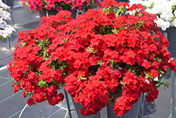 Intensia Red Hot Annual Phlox (Phlox 'DPHLOX911') at Lakeshore Garden Centres