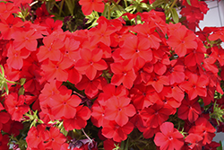 Intensia Red Hot Annual Phlox (Phlox 'DPHLOX911') at Lakeshore Garden Centres