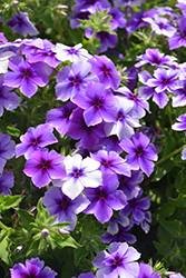Intensia Blueberry Annual Phlox (Phlox 'Intensia Blueberry') at Stonegate Gardens