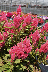 Kelos Fire Pink Celosia (Celosia 'Kelos Fire Pink') at Stonegate Gardens