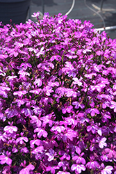 Rift Purple Lobelia (Lobelia 'Rift Purple') at Lakeshore Garden Centres