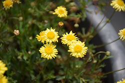 Surdaisy Yellow Swan River Daisy (Brachyscome 'Surdaisy Yellow') at Lakeshore Garden Centres