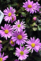 Surdaisy Pink Swan River Daisy (Brachyscome 'Surdaisy Pink') at Lakeshore Garden Centres