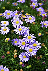 Surdaisy Mauve Swan River Daisy (Brachyscome 'Surdaisy Mauve') at Lakeshore Garden Centres